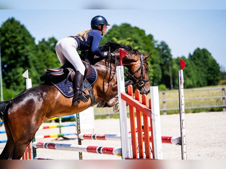 Belgian Warmblood Gelding 5 years 16 hh Brown in P&#x119;powo
