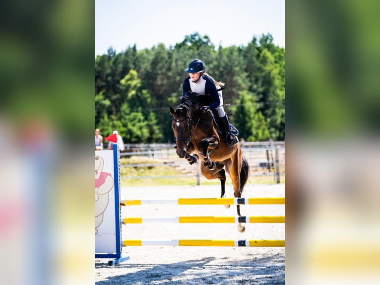 Belgian Warmblood Gelding 5 years 16 hh Brown in P&#x119;powo