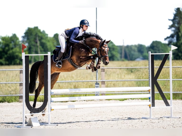 Belgian Warmblood Gelding 5 years 16 hh Brown in P&#x119;powo