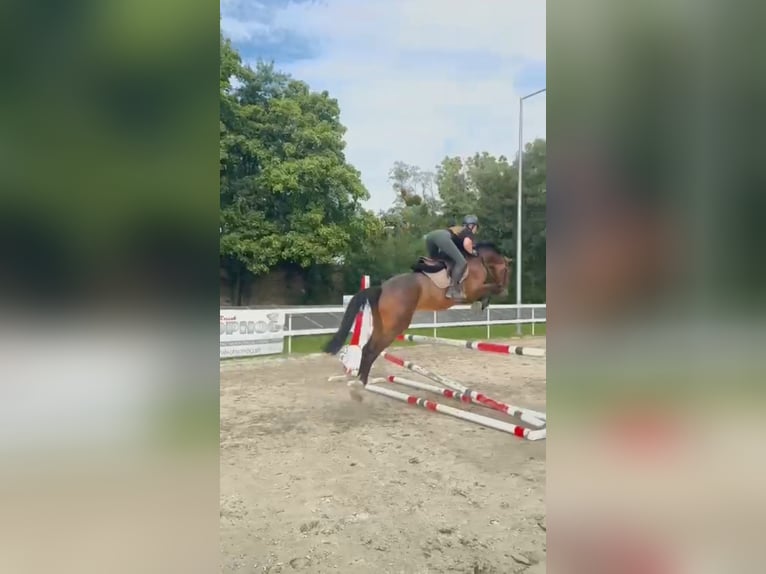 Belgian Warmblood Gelding 5 years 16 hh Brown in P&#x119;powo