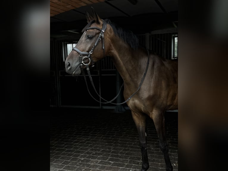 Belgian Warmblood Gelding 5 years 16 hh Brown in P&#x119;powo
