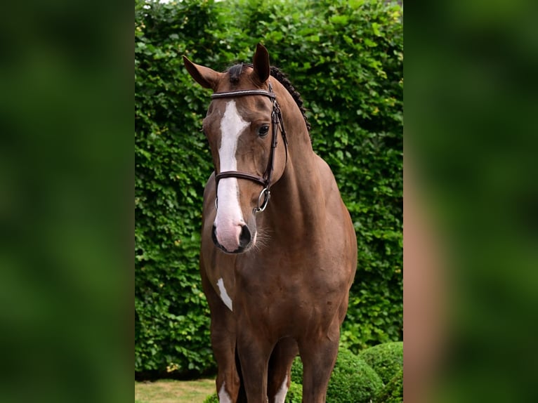 Belgian Warmblood Gelding 5 years 16 hh Chestnut-Red in Bladel