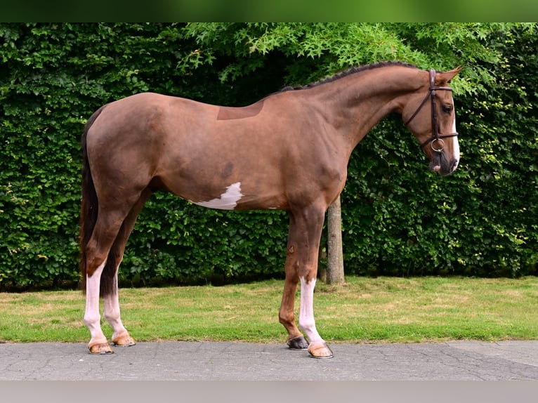 Belgian Warmblood Gelding 5 years 16 hh Chestnut-Red in Bladel