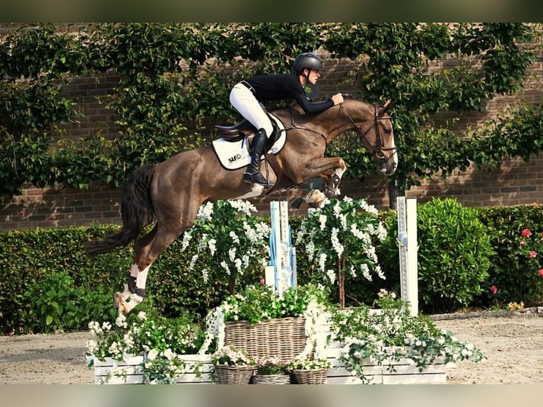 Belgian Warmblood Gelding 5 years 16 hh Chestnut-Red in Bladel