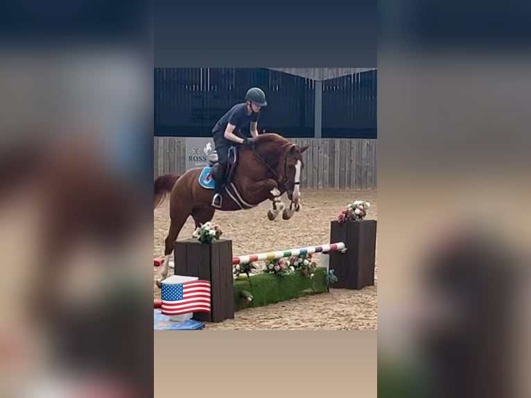Belgian Warmblood Gelding 5 years 16 hh Chestnut-Red in GROTE-BROGEL