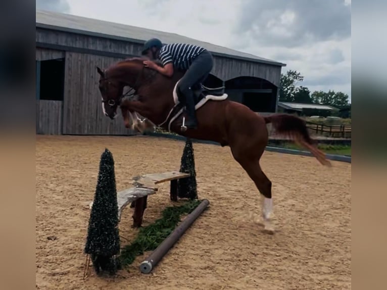 Belgian Warmblood Gelding 5 years 16 hh Chestnut-Red in GROTE-BROGEL