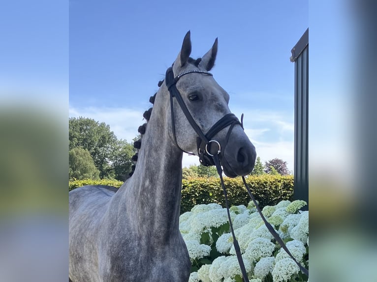 Belgian Warmblood Gelding 5 years 16 hh Gray in Mönchengladbach