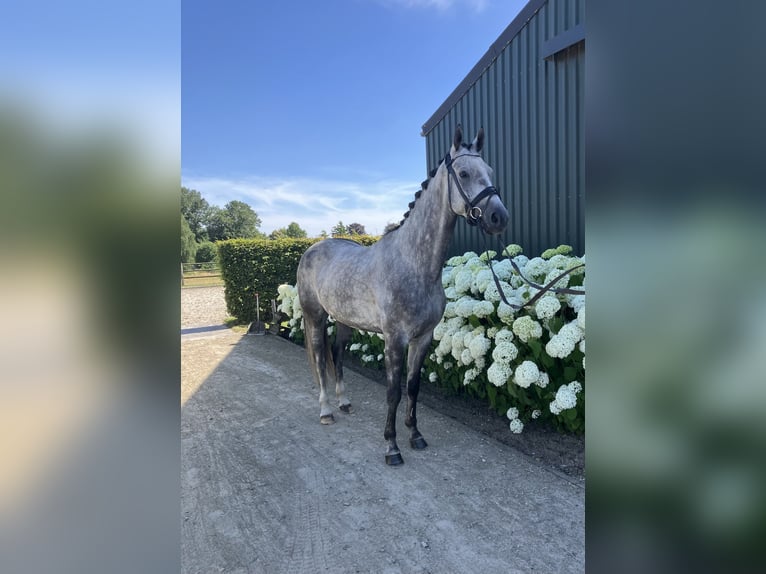 Belgian Warmblood Gelding 5 years 16 hh Gray in Mönchengladbach