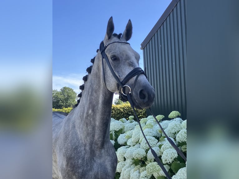 Belgian Warmblood Gelding 5 years 16 hh Gray in Mönchengladbach