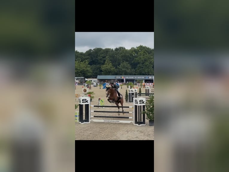 Belgian Warmblood Gelding 5 years 16,1 hh Brown in Attenhoven