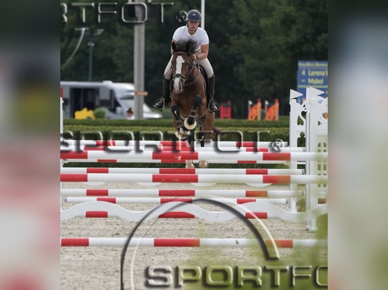 Belgian Warmblood Gelding 5 years 16,1 hh Brown in Attenhoven
