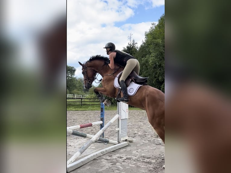 Belgian Warmblood Gelding 5 years 16,1 hh Brown in Noville