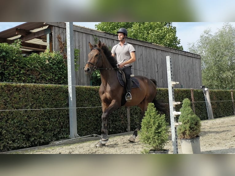 Belgian Warmblood Gelding 5 years 16,1 hh Brown in Smetlede