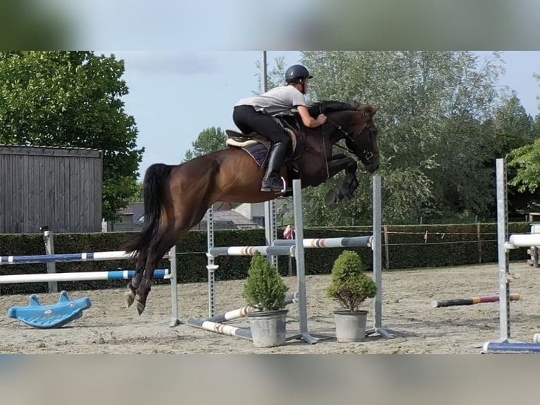 Belgian Warmblood Gelding 5 years 16,1 hh Brown in Smetlede