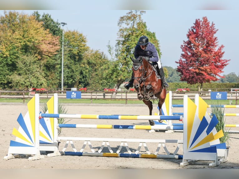 Belgian Warmblood Gelding 5 years 16,1 hh Brown in Lastrup