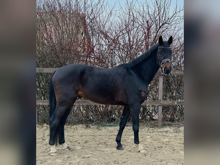 Belgian Warmblood Gelding 5 years 16,2 hh Bay-Dark in Ludwigshafen am Rhein