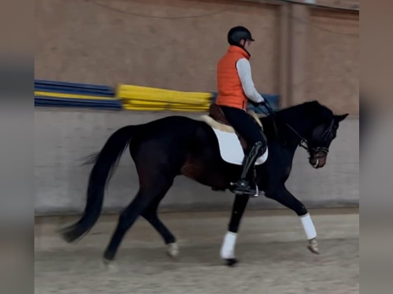Belgian Warmblood Gelding 5 years 16,2 hh Bay-Dark in Ludwigshafen am Rhein