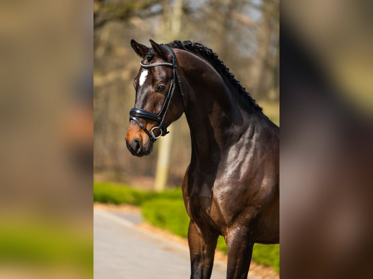 Belgian Warmblood Gelding 5 years 16,2 hh Bay-Dark in Mol