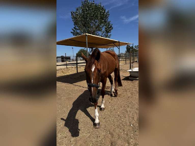 Belgian Warmblood Gelding 5 years 16,2 hh Bay-Dark in Wijchmaal