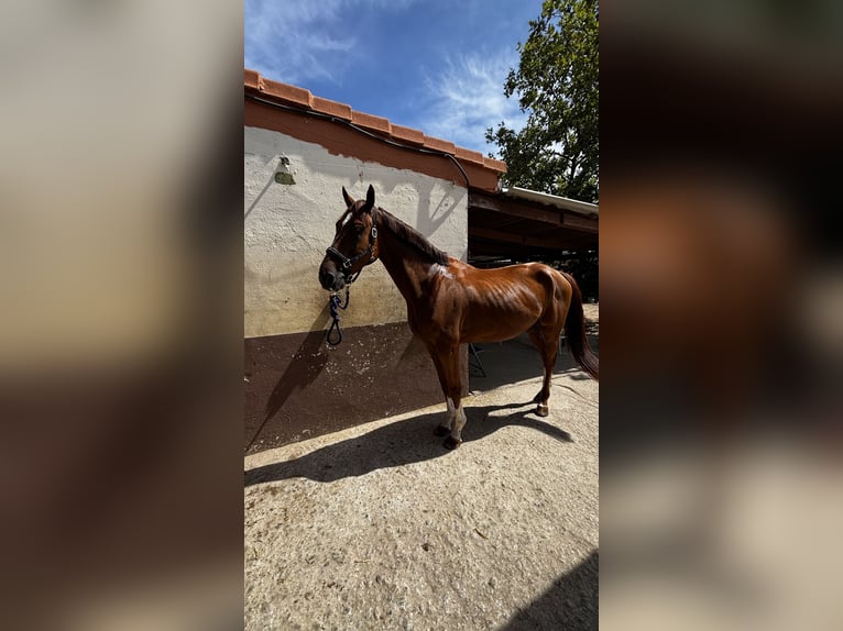 Belgian Warmblood Gelding 5 years 16,2 hh Bay-Dark in Wijchmaal