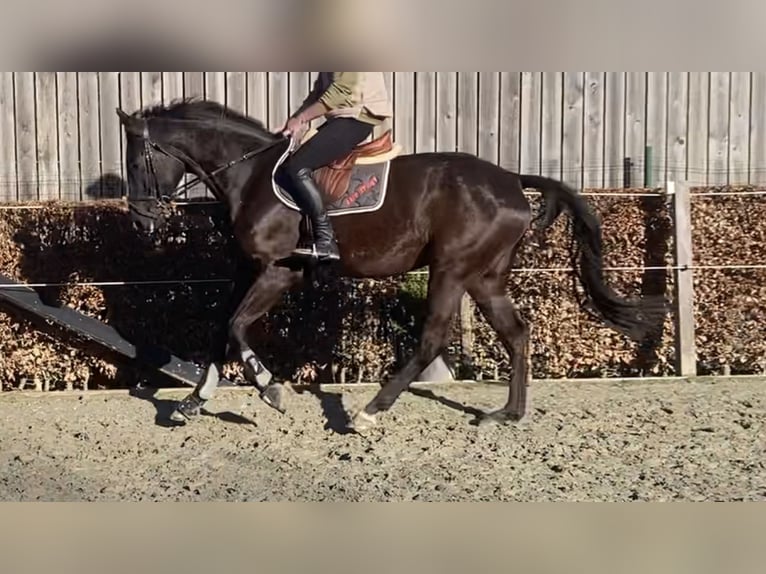 Belgian Warmblood Gelding 5 years 16,2 hh Black in Oosterzele