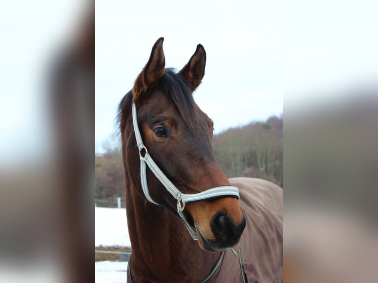 Belgian Warmblood Gelding 5 years 16,2 hh Brown in Hammersbach