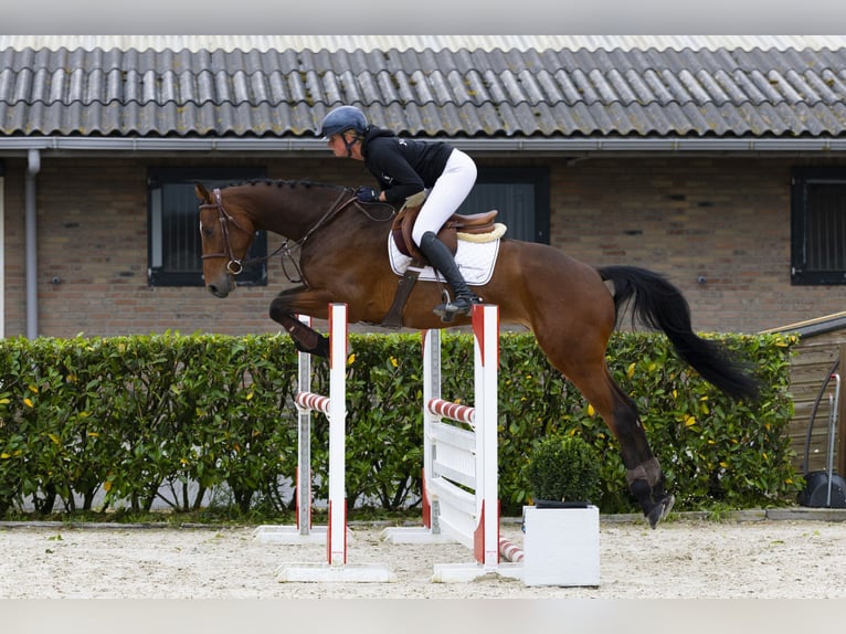 Belgian Warmblood Gelding 5 years 16,2 hh Brown in Waddinxveen
