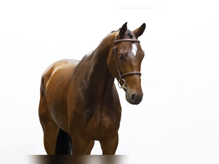 Belgian Warmblood Gelding 5 years 16,2 hh Brown in Waddinxveen