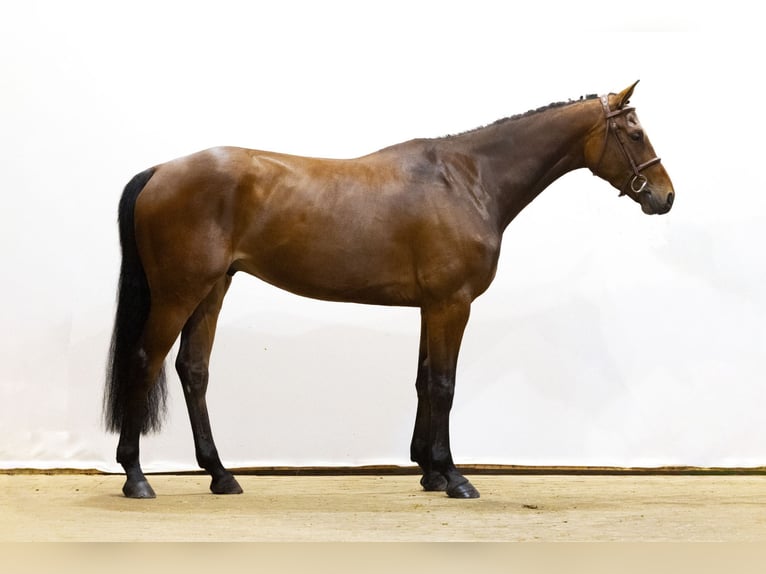 Belgian Warmblood Gelding 5 years 16,2 hh Brown in Waddinxveen