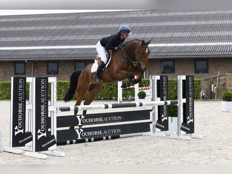 Belgian Warmblood Gelding 5 years 16,2 hh Brown in Waddinxveen