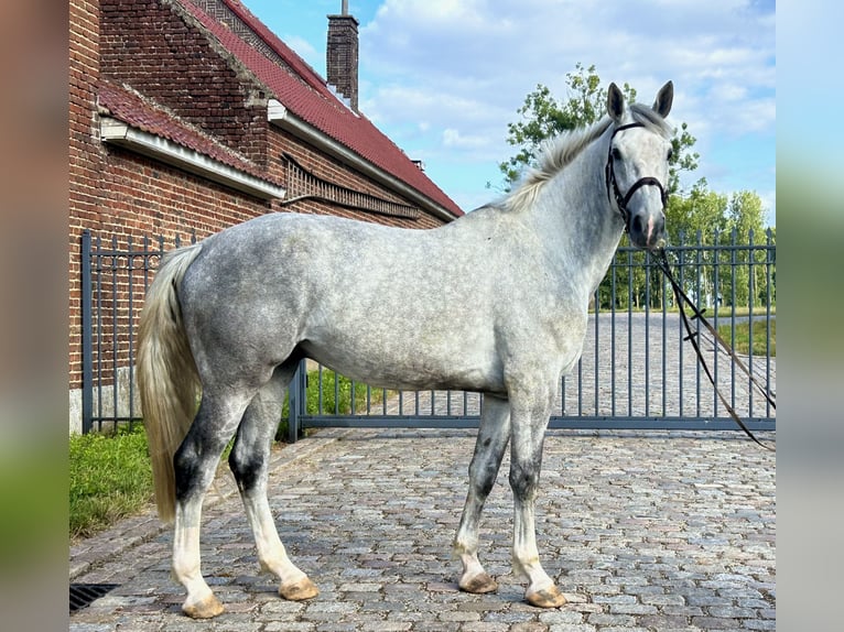 Belgian Warmblood Gelding 5 years 16,3 hh Gray-Blue-Tan in Denderhoutem Belgian Warmblood Gelding 5 years 16,3 hh Gray-Blue-Tan in Denderhoutem