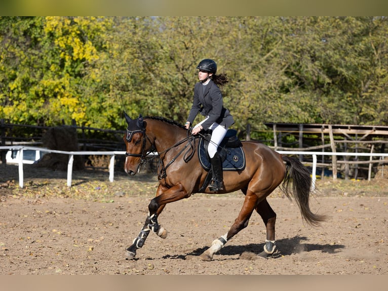 Belgian Warmblood Gelding 5 years 17 hh Bay in Cs&#xF6;m&#xF6;r