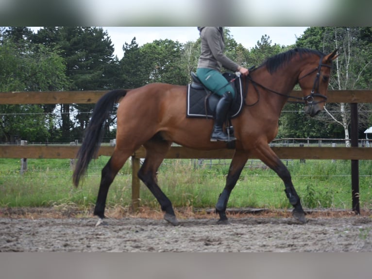 Belgian Warmblood Gelding 5 years 17 hh Brown in Achtmaal