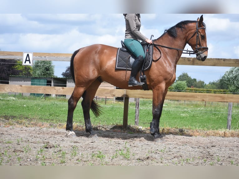 Belgian Warmblood Gelding 5 years 17 hh Brown in Achtmaal