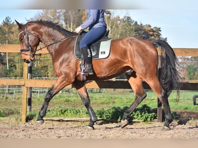Belgian Warmblood Gelding 5 years 17 hh Brown in Achtmaal