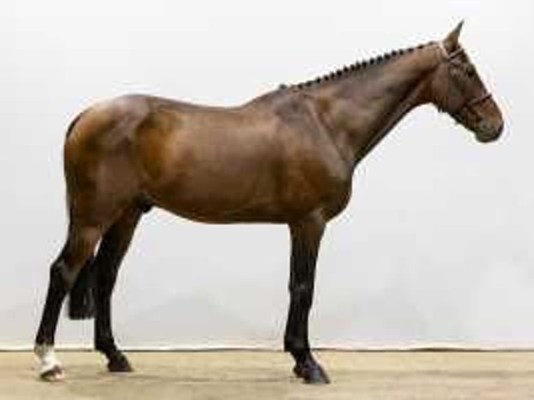 Belgian Warmblood Gelding 5 years 17 hh Brown in Waddinxveen