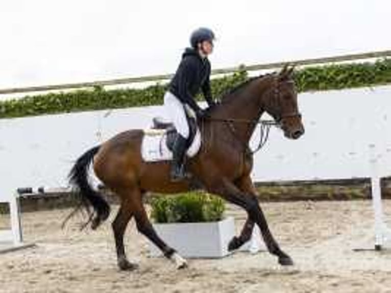 Belgian Warmblood Gelding 5 years 17 hh Brown in Waddinxveen