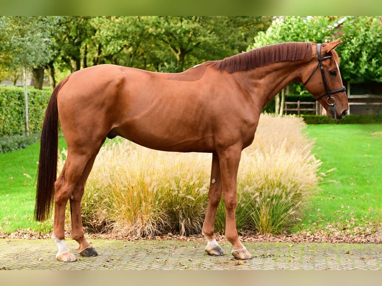 Belgian Warmblood Gelding 5 years 17 hh Chestnut-Red in Bladel