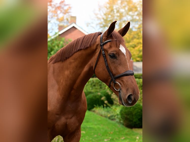 Belgian Warmblood Gelding 5 years 17 hh Chestnut-Red in Bladel