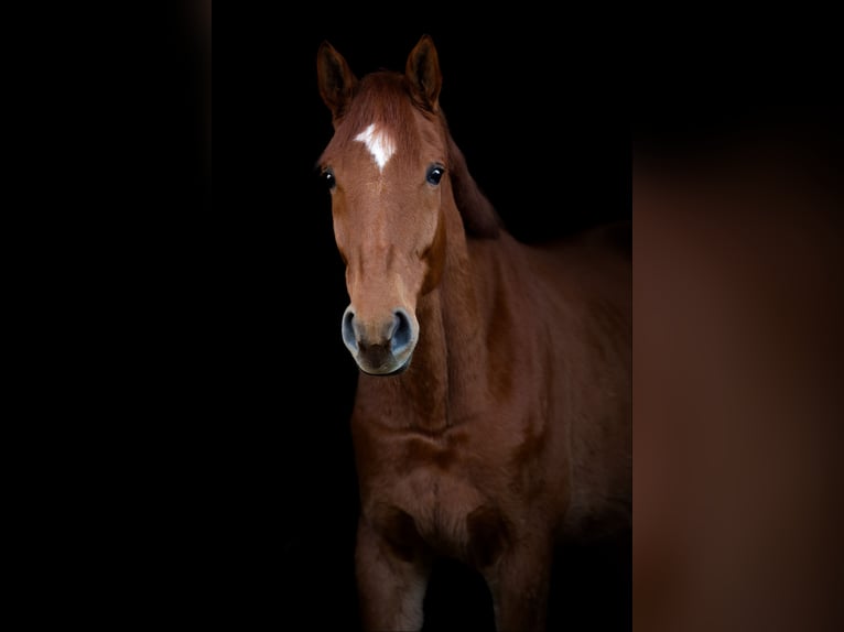 Belgian Warmblood Gelding 5 years 17 hh Chestnut-Red in ranst