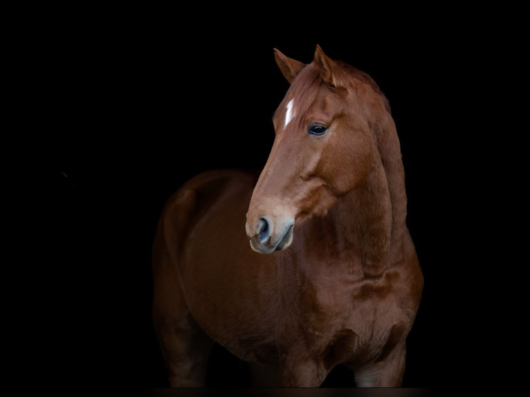 Belgian Warmblood Gelding 5 years 17 hh Chestnut-Red in ranst