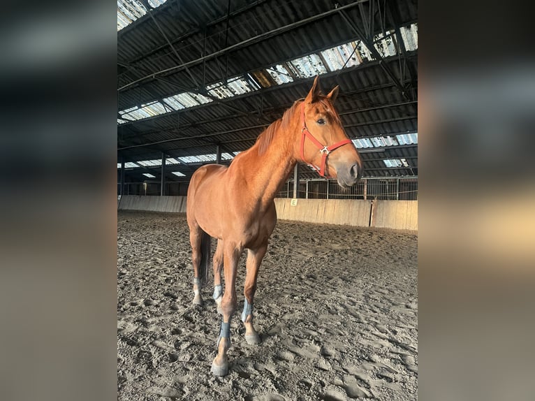 Belgian Warmblood Gelding 5 years 17 hh Chestnut-Red in ranst