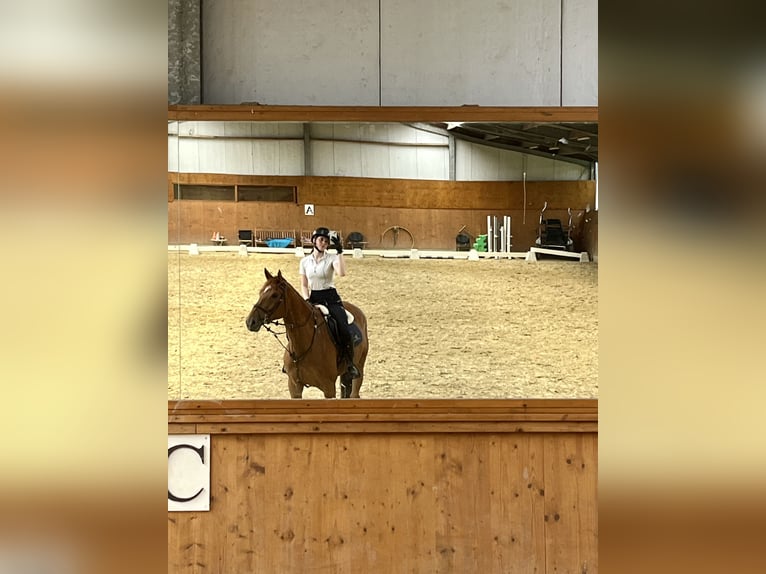 Belgian Warmblood Gelding 5 years 17 hh Chestnut-Red in ranst