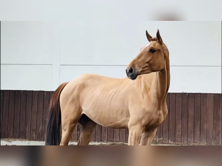 Belgian Warmblood Gelding 5 years 17 hh Chestnut-Red in ranst