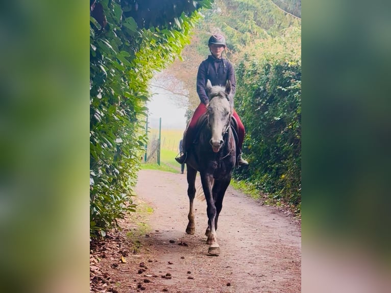 Belgian Warmblood Gelding 5 years 17 hh Grey in Bornem