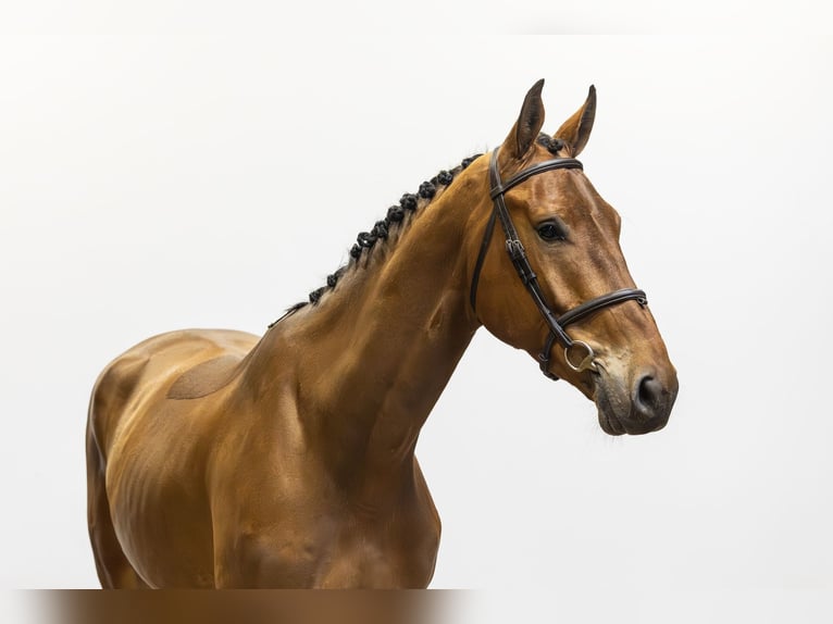 Belgian Warmblood Gelding 5 years 17 hh  in Waddinxveen