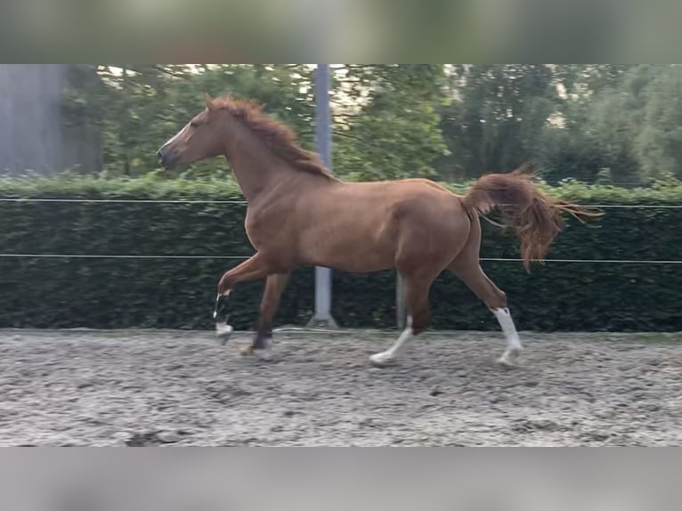 Belgian Warmblood Gelding 5 years 17,1 hh Chestnut-Red in Oosterzele