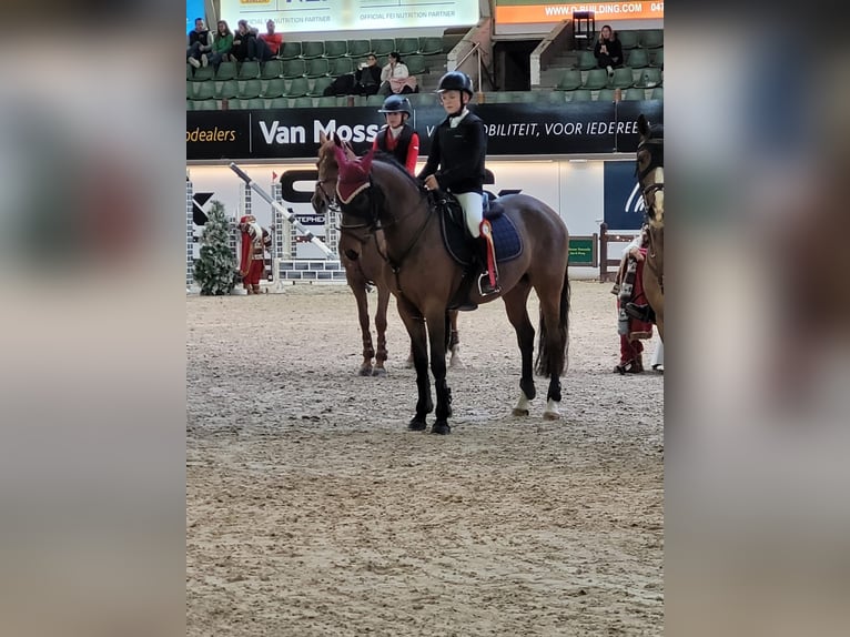 Belgian Warmblood Gelding 6 years 14,2 hh Brown in GROTE BROGEL