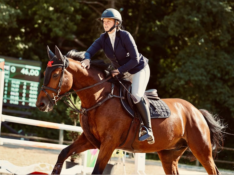 Belgian Warmblood Gelding 6 years 15,2 hh Brown in Bavel