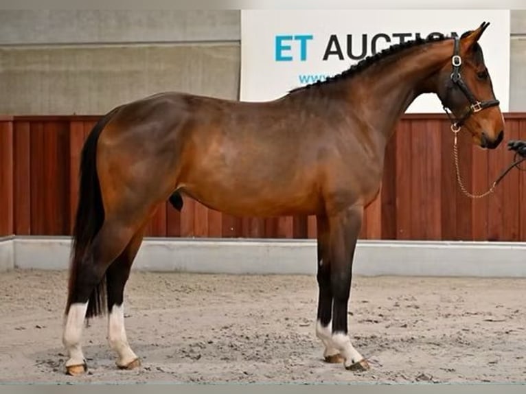 Belgian Warmblood Gelding 6 years 16,1 hh Bay in Ladispoli